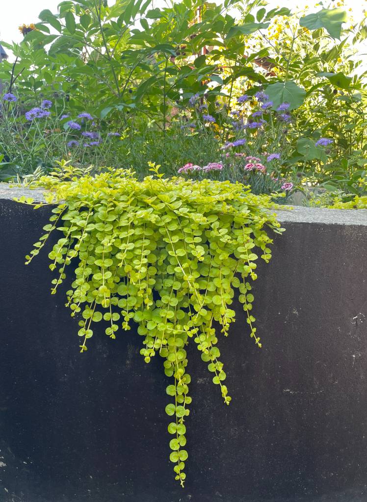Plant name: Golden Creeping Jenny  Lysimachia nummularia 